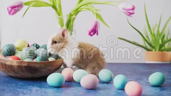 可爱的复活节兔子和五颜六色的鸡蛋和郁金香在桌子上复活节节日装饰品复活节概念背景视频的预览图