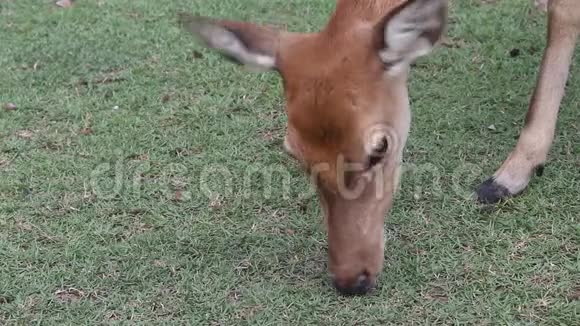 动物园里吃青草的小鹿头视频的预览图
