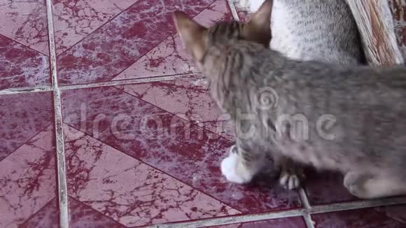 猫宝宝灰色塔比可爱躺在瓷砖地板上两只动物在背景上视频的预览图