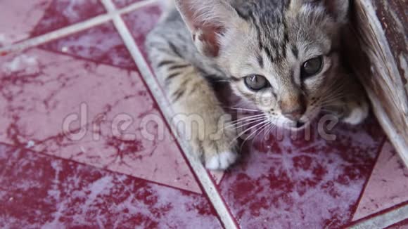 猫宝宝灰色塔比可爱躺在瓷砖地板上看着相机两只动物在背景上视频的预览图