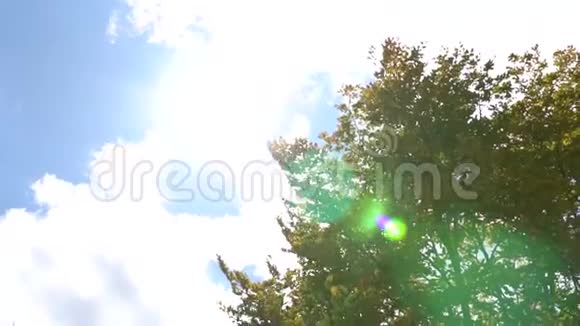 太阳光线穿过树叶透镜耀斑效应视频的预览图