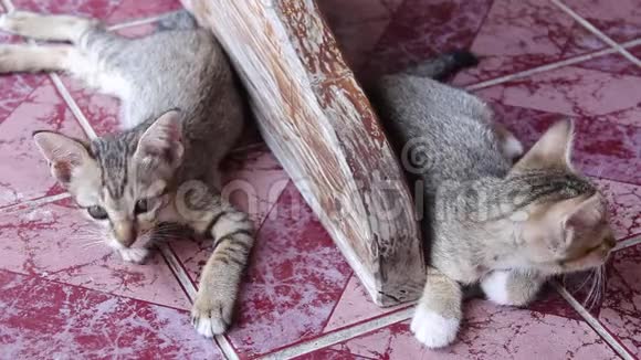 猫宝宝灰色塔比可爱躺在瓷砖地板上两只动物在背景上视频的预览图