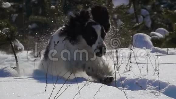 快乐的黑白英语公鸡猎犬在雪地里跳跃视频的预览图