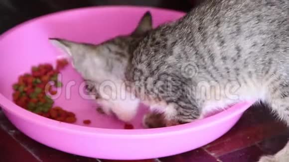 一只猫吃粉色碗里的食物视频的预览图