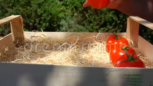 在阳光明媚的夏日汉德把成熟的红西红柿放在木箱里视频的预览图