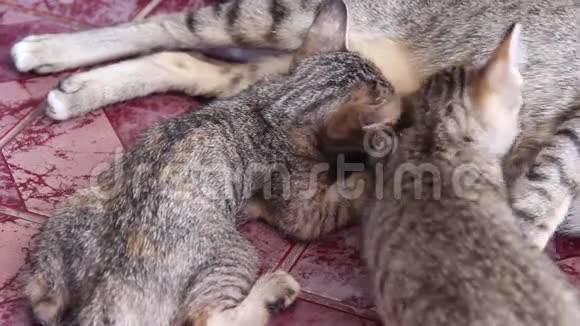 猫宝宝喝妈妈母乳的背景视频的预览图