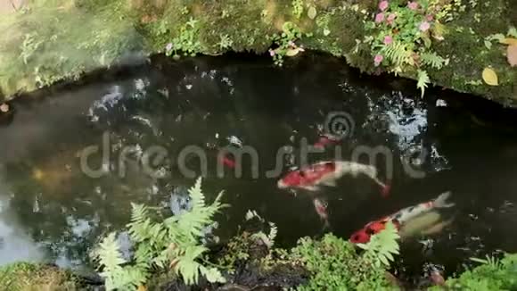 许多有颜色的鲤鱼在水中游来游去它们的苔藓蕨类植物和花朵遍布河岸视频的预览图