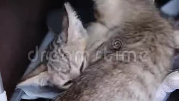 两只猫宝宝灰小熊可爱一起玩自然动物家庭背景视频的预览图