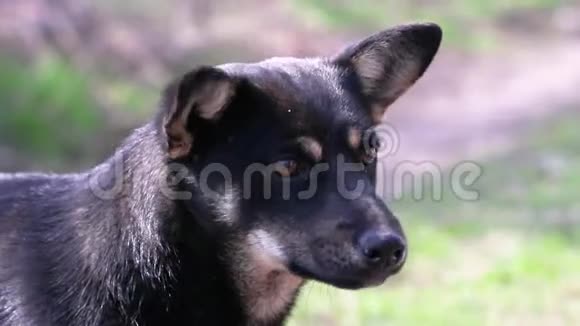 黑鼻子的快乐黑狗嗅着春天的空气在春天或夏天阳光明媚的日子坐在地上视频的预览图