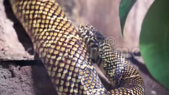 一条链王蛇的特写镜头从美国流行的热带爬行动物物种视频的预览图