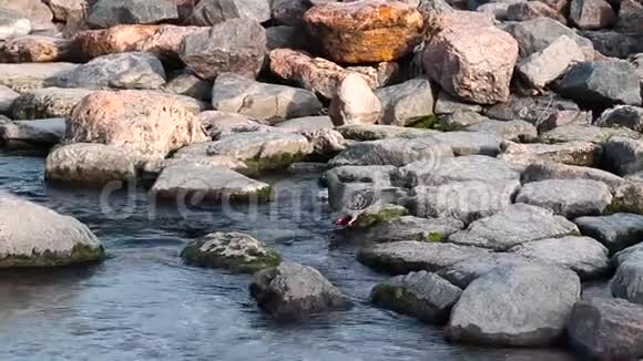 鸽子从河里喝水清水沿着灰色鹅卵石的斜坡流动视频的预览图