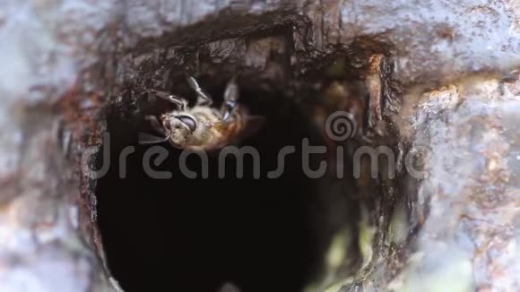老洞木中的蜜蜂自然昆虫背景视频的预览图