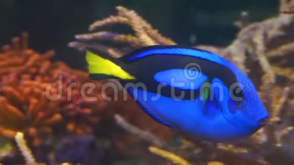 一条蓝色唐型外科医生鱼的特写镜头受欢迎的热带水族馆宠物来自太平洋的异国鱼类视频的预览图