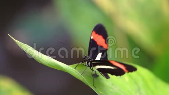 一只来自哥斯达黎加美国热带昆虫的红色邮递员小蝴蝶的宏观特写镜头视频的预览图
