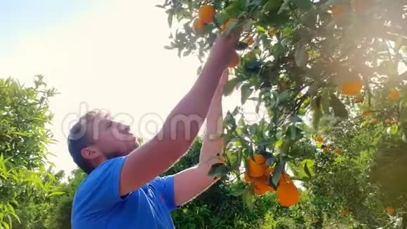园丁从柑橘林的树枝上撕下橘子橙树果树视频的预览图