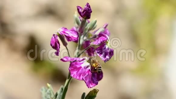 蜜蜂采花粉飞过春紫花自然授粉视频的预览图