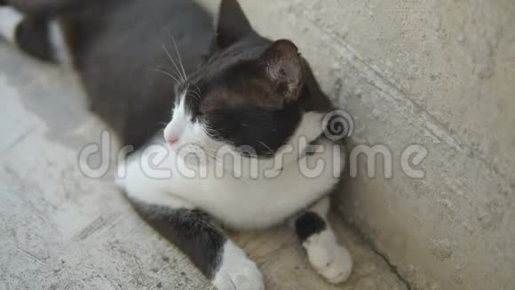 黑白猫在水泥地板上看着摄像机视频的预览图