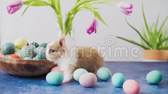 可爱的复活节兔子和五颜六色的鸡蛋和郁金香在桌子上复活节节日装饰品复活节概念背景视频的预览图