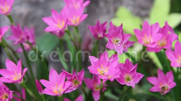 粉红色的雨百合花微风五彩缤纷的花朵盛开在大自然的花园里视频的预览图