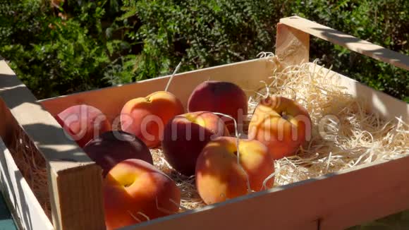 手把熟桃放进花园里的木箱里视频的预览图