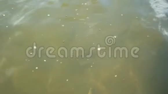 塔斯马尼亚一家水产养殖场的水泥罐里的大西洋鲑鱼视频的预览图