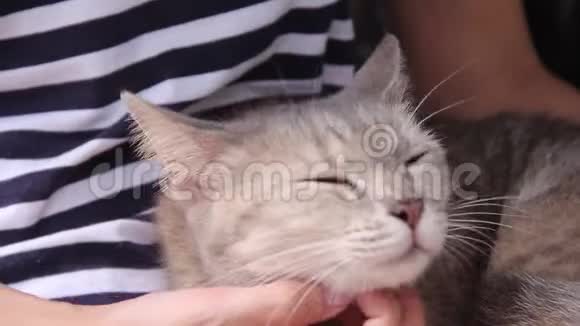 亚洲女人的手抚摸着灰色的猫一边躺在她的腿上放松快乐的时光视频的预览图