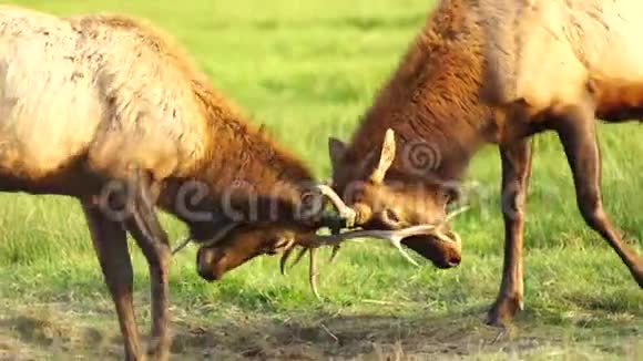两只雄性公牛麋鹿麻雀试验大型野生动物视频的预览图