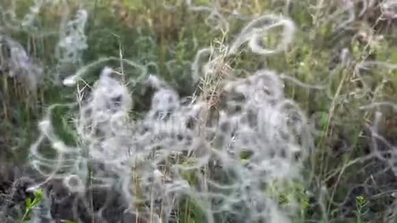乌克兰草原夏天有青草干毛草视频的预览图