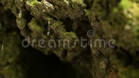水滴从石头上滴下来缝隙里有苔藓特写镜头柔和焦点视频的预览图