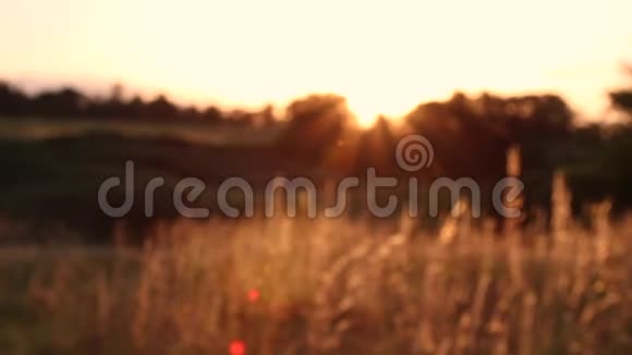 日落时的小麦穗在风中摇曳视频的预览图