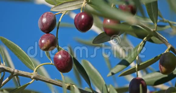 法国橄榄树橄榄枝视频的预览图