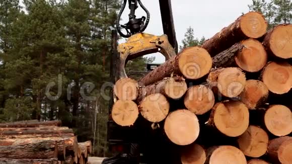森林中的货运代理伐木视频的预览图