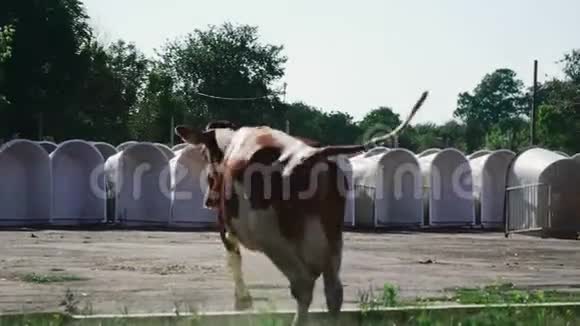 牛跑向小牛视频的预览图