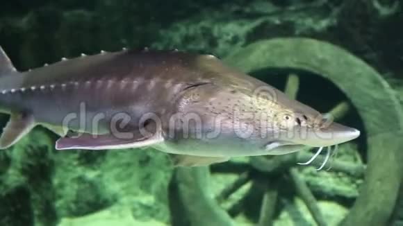 斯特莱鱼在海藻石的背景下在底部游泳生态海洋生物视频的预览图