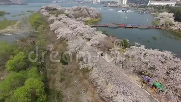 樱花盛开的鸟瞰博蒙公园庆州韩国亚洲视频的预览图