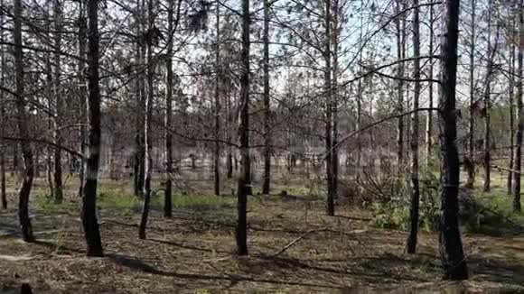 黑灰森林中松树的树干乌克兰赫森地区视频的预览图
