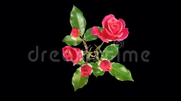 粉红色玫瑰花在黑色背景上绽放的时间流逝视频的预览图