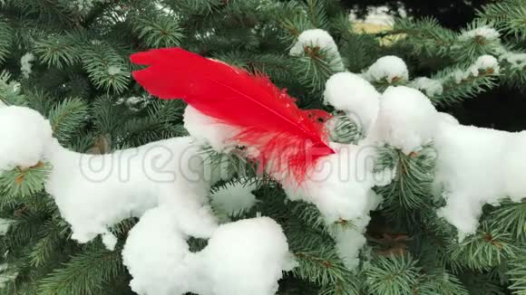 云杉树枝上的一种鸟的红色羽毛雪堆视频的预览图