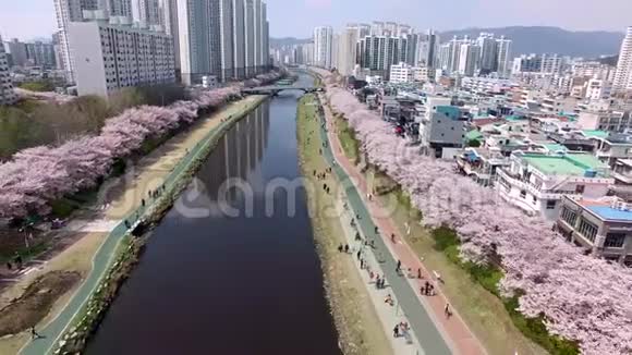 樱花盛开在昂川市民公园釜山韩国亚洲视频的预览图