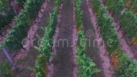 空中射击葡萄园从葡萄排飞过来视频的预览图
