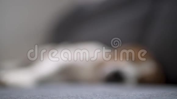 懒虫狗睡在客厅的沙发上有选择的焦点浅深的田野视频的预览图