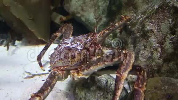 堪察加螃蟹在石头和砂岩的背景下沿着沙底移动海洋生物视频的预览图