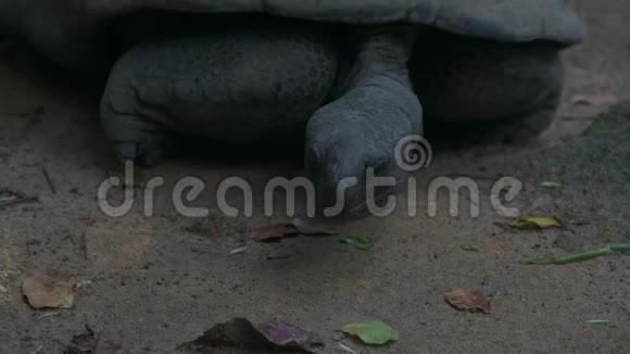 奥达布拉大龟奥达布拉切利斯吉甘特亚马河岛塞舌尔特写镜头视频的预览图
