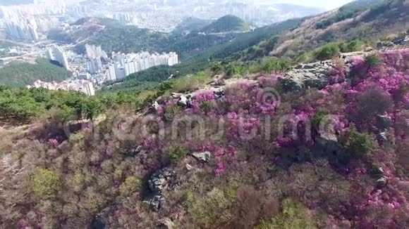 春天的花朵绽放在红山釜山韩国亚洲视频的预览图