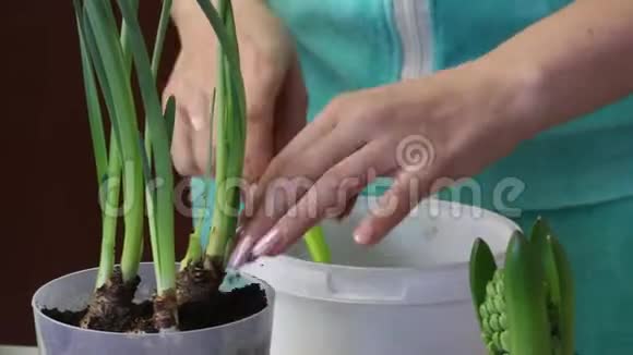 一个女人把水仙花移植到一个新的罐子里封土用浇水罐浇水特写镜头视频的预览图