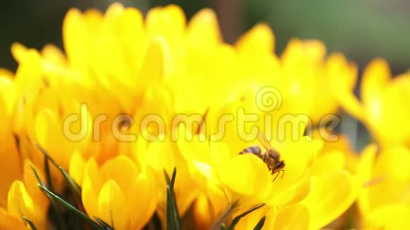 蜜蜂采集花蜜和苍蝇微风中黄色盛开的番红花视频的预览图