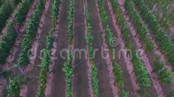 空中射击葡萄园从葡萄排飞过来视频的预览图