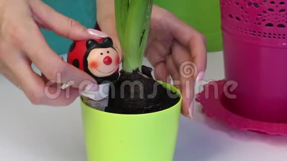 一个女人正在一个风信子灯泡旁边安装一个陶瓷饮水碗芽和芽是可见的特写镜头视频的预览图