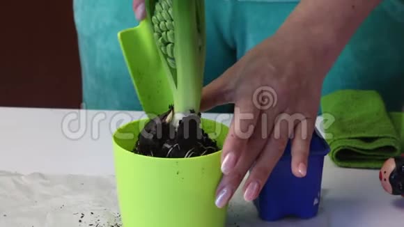 女人在风信子球茎上添加土壤特写镜头视频的预览图