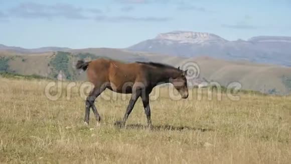 一匹棕色的小马驹在一片高山草地上觅食农场马匹养殖视频的预览图